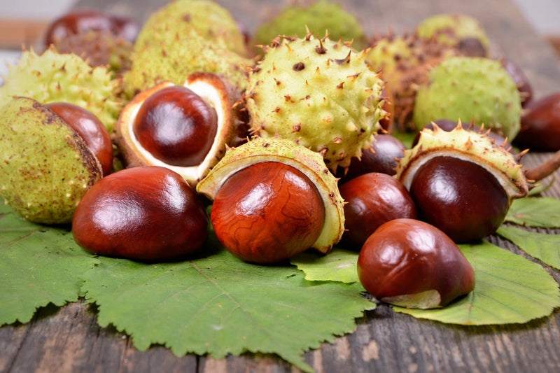 Horse Chestnut Extract