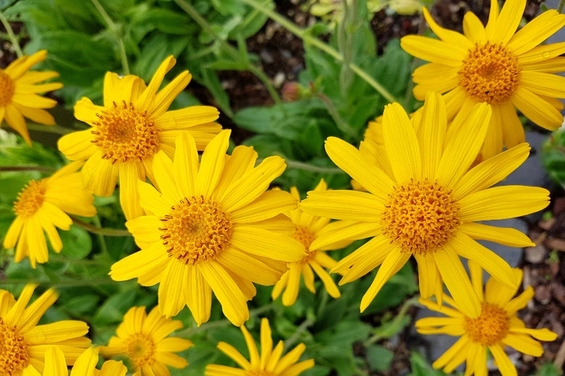 Arnica Montana