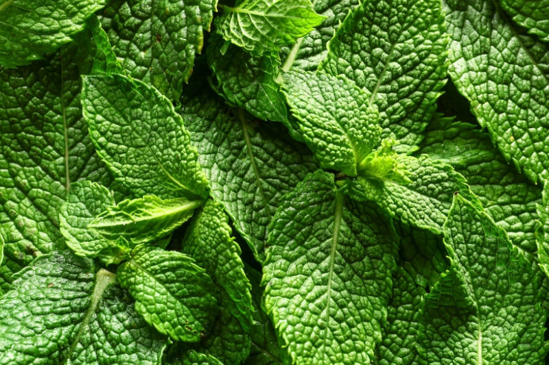 Natural Menthol