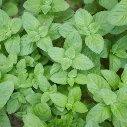 Menthol